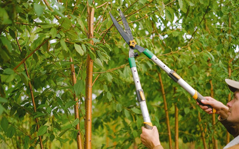 Tree trimming in Robinson, ND