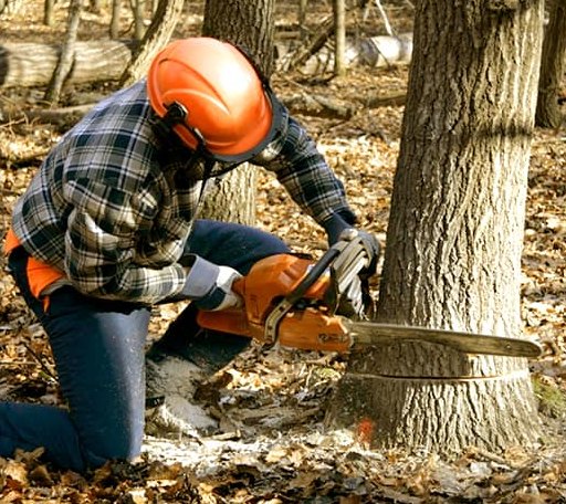 Tree Removal in Robinson, ND